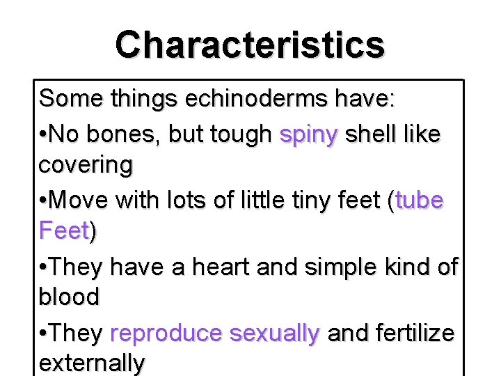 Characteristics Some things echinoderms have: • No bones, but tough spiny shell like covering
