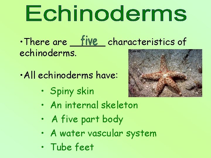  • There are ______ characteristics of echinoderms. • All echinoderms have: • •