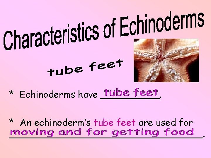 * Echinoderms have _____. * An echinoderm’s tube feet are used for _________________. 