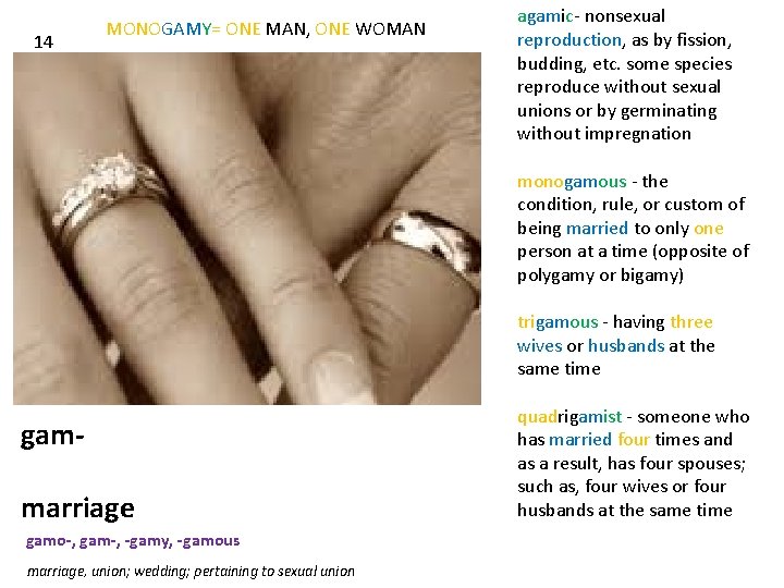 14 MONOGAMY= ONE MAN, ONE WOMAN agamic- nonsexual reproduction, as by fission, budding, etc.