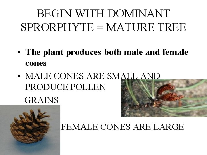 BEGIN WITH DOMINANT SPRORPHYTE = MATURE TREE • The plant produces both male and BEGIN WITH DOMINANT SPRORPHYTE = MATURE TREE • The plant produces both male and