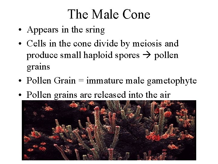 The Male Cone • Appears in the sring • Cells in the cone divide The Male Cone • Appears in the sring • Cells in the cone divide
