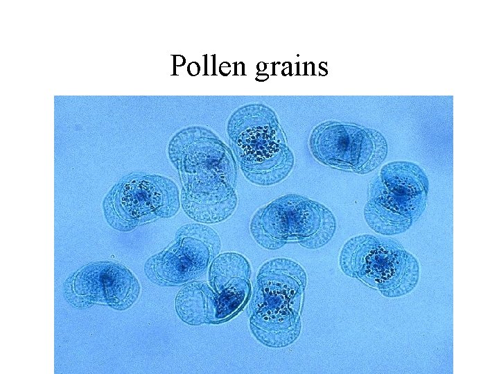 Pollen grains Pollen grains