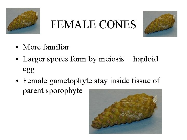 FEMALE CONES • More familiar • Larger spores form by meiosis = haploid egg FEMALE CONES • More familiar • Larger spores form by meiosis = haploid egg
