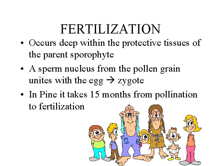 FERTILIZATION • Occurs deep within the protective tissues of the parent sporophyte • A FERTILIZATION • Occurs deep within the protective tissues of the parent sporophyte • A