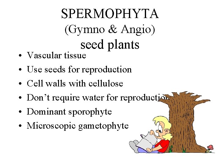 SPERMOPHYTA (Gymno & Angio) • • • seed plants Vascular tissue Use seeds for SPERMOPHYTA (Gymno & Angio) • • • seed plants Vascular tissue Use seeds for