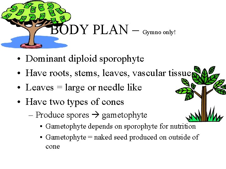 BODY PLAN – Gymno only! • • Dominant diploid sporophyte Have roots, stems, leaves, BODY PLAN – Gymno only! • • Dominant diploid sporophyte Have roots, stems, leaves,