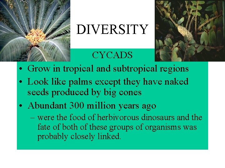 DIVERSITY CYCADS • Grow in tropical and subtropical regions • Look like palms except DIVERSITY CYCADS • Grow in tropical and subtropical regions • Look like palms except