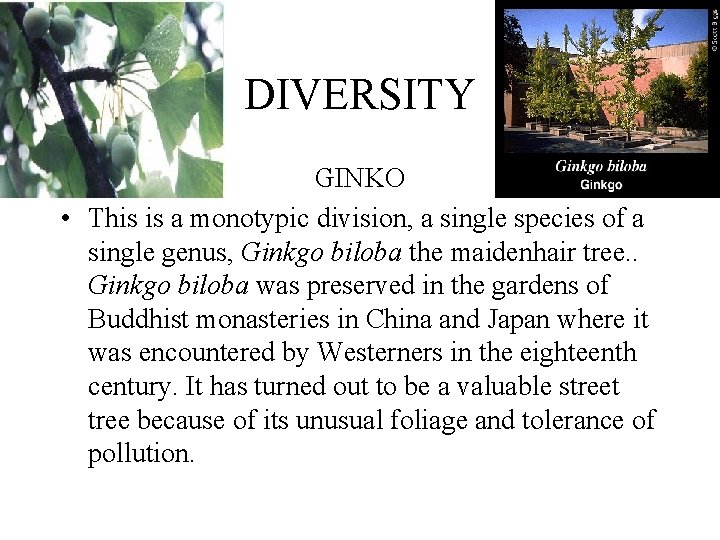 DIVERSITY GINKO • This is a monotypic division, a single species of a single DIVERSITY GINKO • This is a monotypic division, a single species of a single