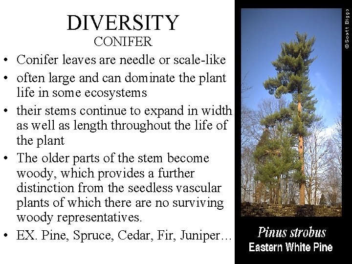 DIVERSITY • • • CONIFER Conifer leaves are needle or scale-like often large and DIVERSITY • • • CONIFER Conifer leaves are needle or scale-like often large and