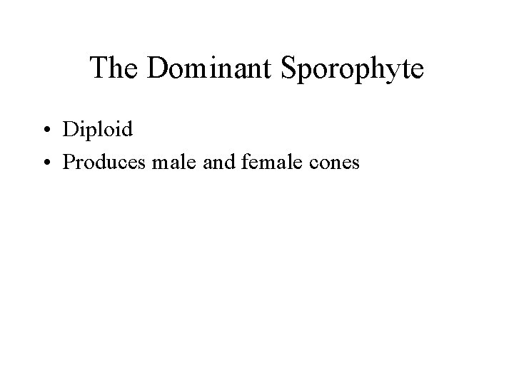 The Dominant Sporophyte • Diploid • Produces male and female cones The Dominant Sporophyte • Diploid • Produces male and female cones