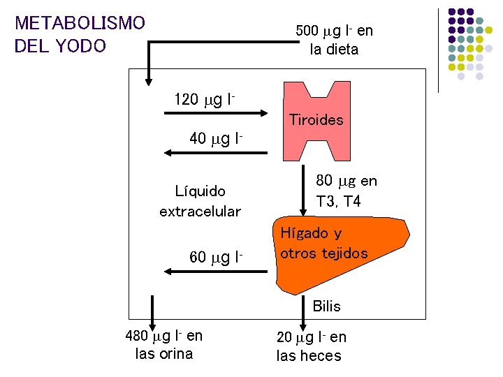 METABOLISMO DEL YODO 500 g I- en la dieta 120 g I 40 g