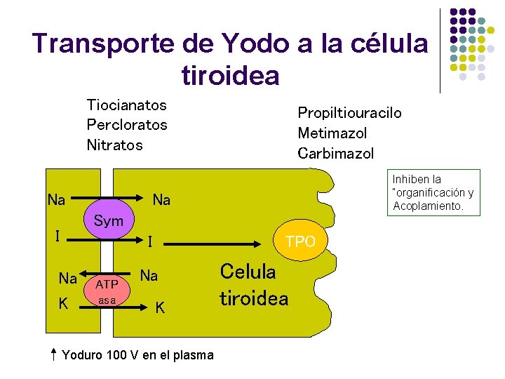 Transporte de Yodo a la célula tiroidea Tiocianatos Percloratos Nitratos Na Propiltiouracilo Metimazol Carbimazol