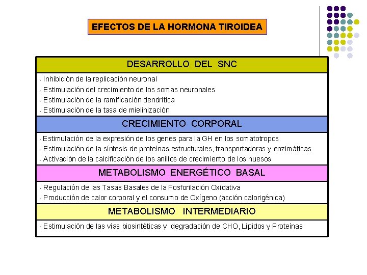 EFECTOS DE LA HORMONA TIROIDEA DESARROLLO DEL SNC Inhibición de la replicación neuronal -