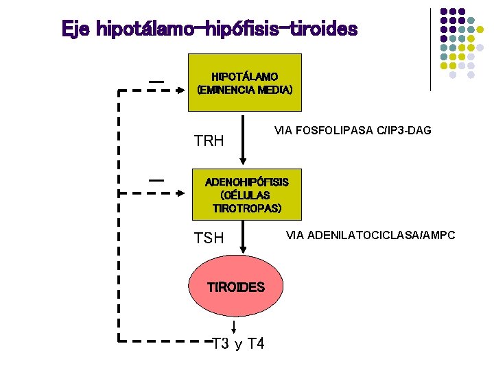 Eje hipotálamo-hipófisis-tiroides - HIPOTÁLAMO (EMINENCIA MEDIA) TRH - VIA FOSFOLIPASA C/IP 3 -DAG ADENOHIPÓFISIS