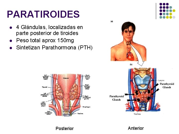 PARATIROIDES l l l 4 Glándulas, localizadas en parte posterior de tiroides Peso total