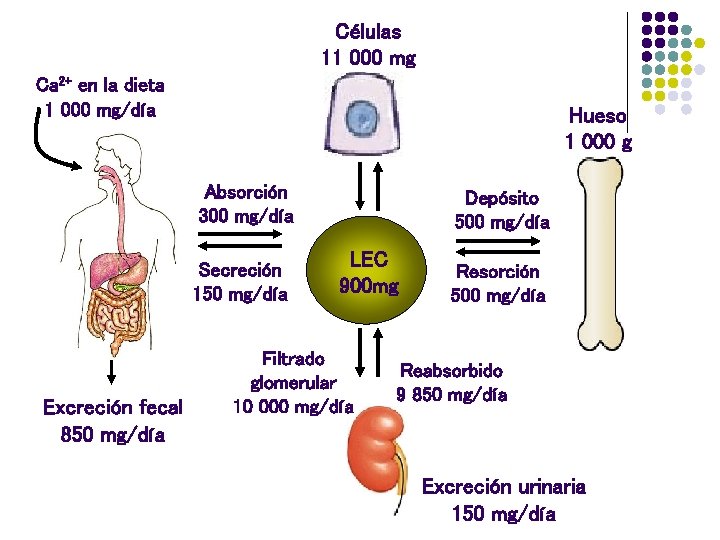 Células 11 000 mg Ca 2+ en la dieta 1 000 mg/día Hueso 1