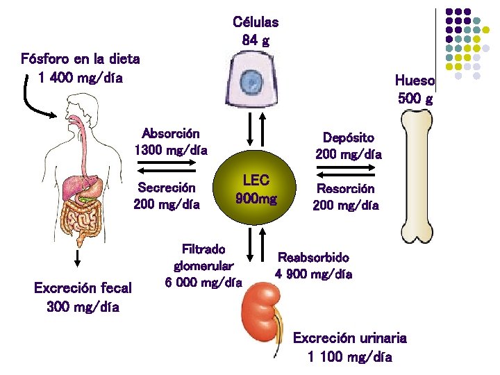 Células 84 g Fósforo en la dieta 1 400 mg/día Hueso 500 g Absorción