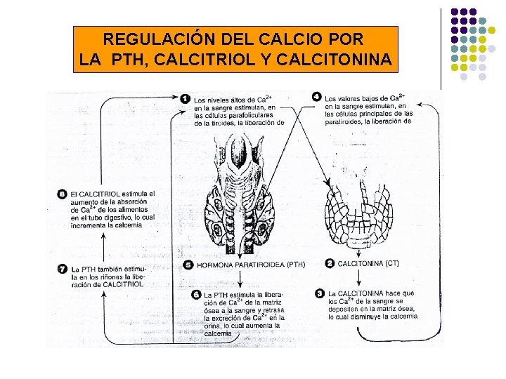 REGULACIÓN DEL CALCIO POR LA PTH, CALCITRIOL Y CALCITONINA 