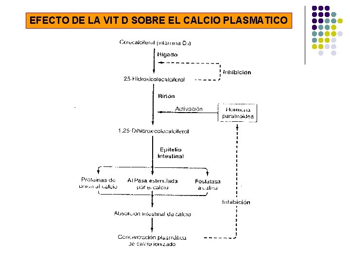 EFECTO DE LA VIT D SOBRE EL CALCIO PLASMATICO 