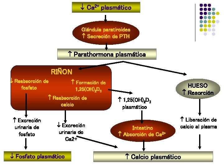  Ca 2+ plasmático Glándula paratiroides Secreción de PTH Parathormona plasmática RIÑON Reabsorción de