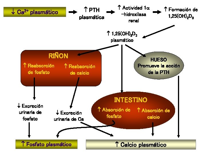  Ca 2+ PTH plasmática plasmático Actividad 1 -hidroxilasa renal Formación de 1, 25(OH)2