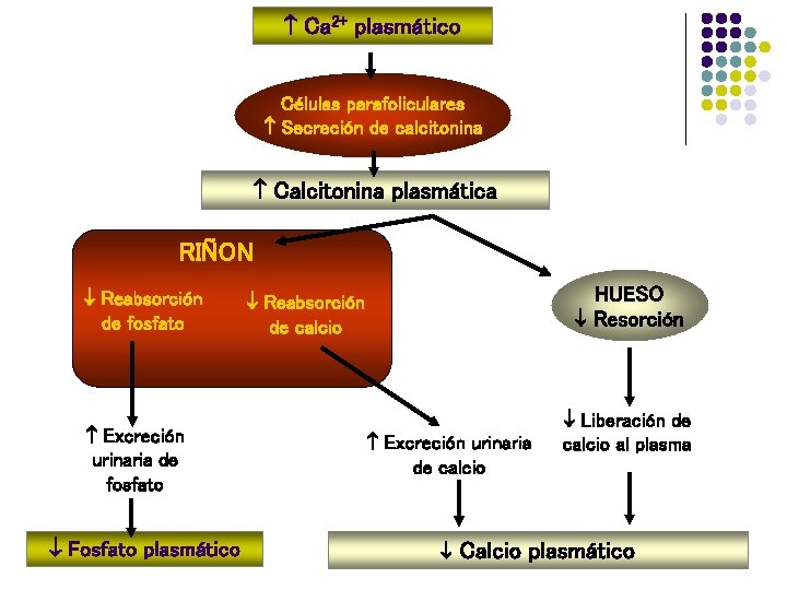  Ca 2+ plasmático Células parafoliculares Secreción de calcitonina Calcitonina plasmática RIÑON Reabsorción de