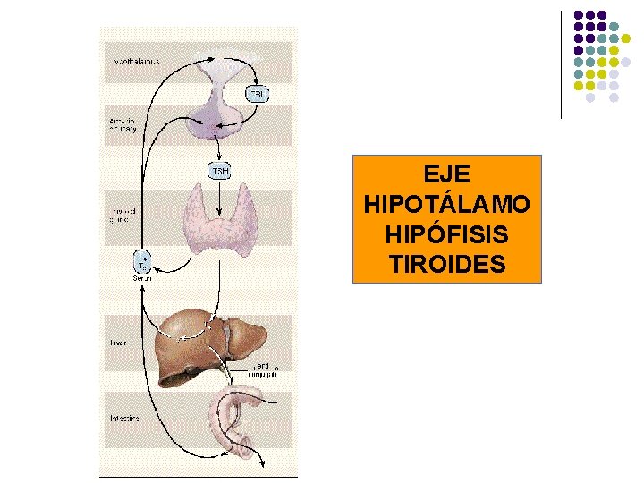 EJE HIPOTÁLAMO HIPÓFISIS TIROIDES 