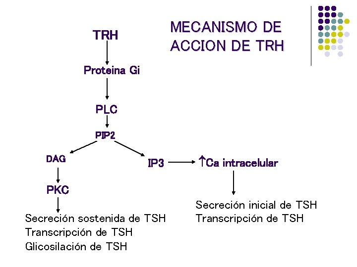 MECANISMO DE ACCION DE TRH Proteina Gi PLC PIP 2 DAG IP 3 Ca