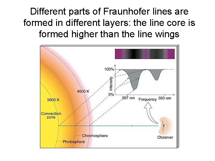 Different parts of Fraunhofer lines are formed in different layers: the line core is