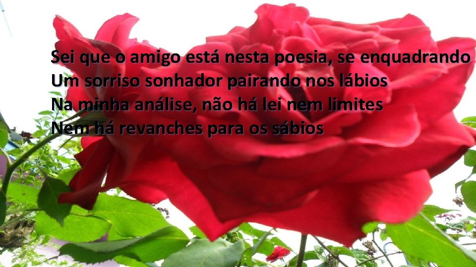 Sei que o amigo está nesta poesia, se enquadrando Um sorriso sonhador pairando nos