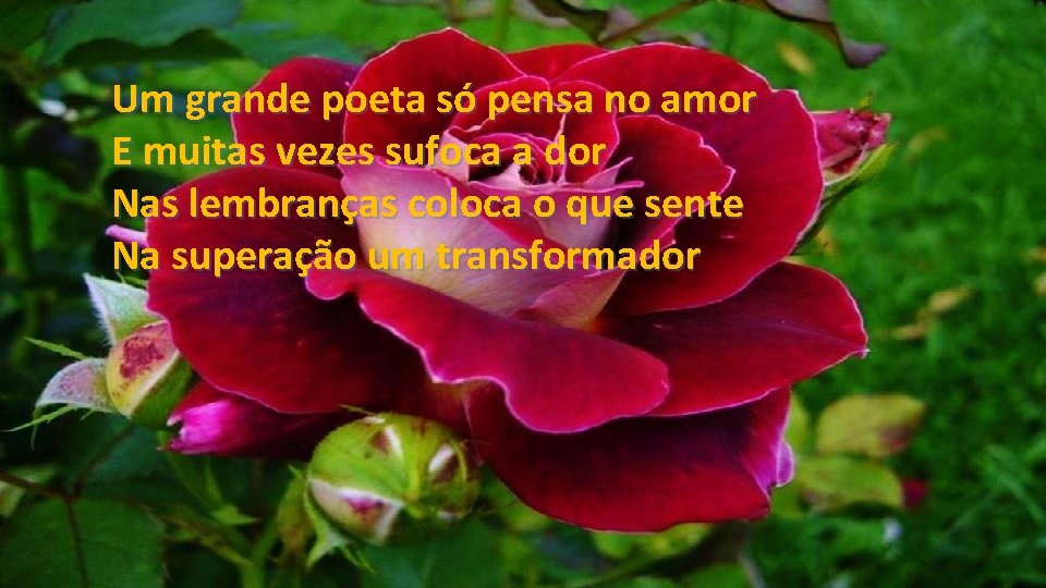 Um grande poeta só pensa no amor E muitas vezes sufoca a dor Nas