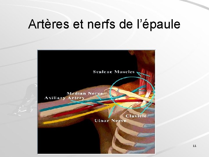 Artères et nerfs de l’épaule 11 