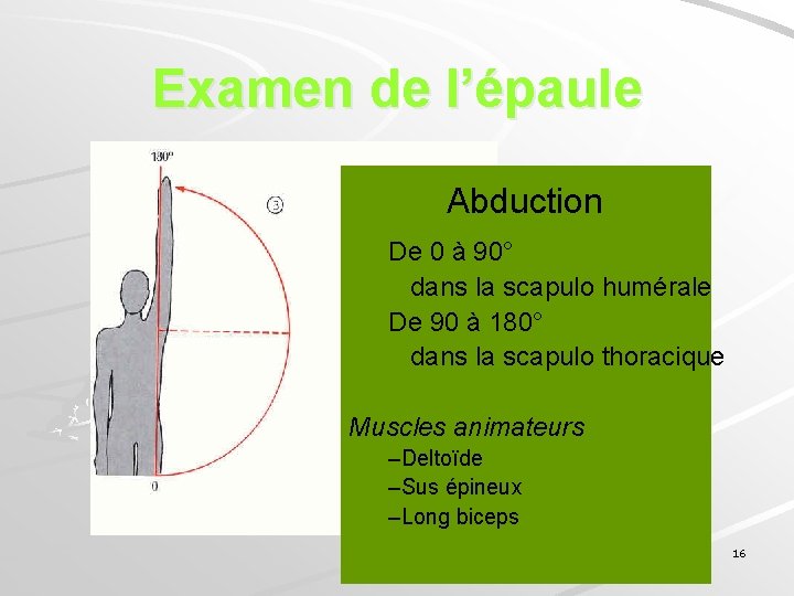 Examen de l’épaule Abduction De 0 à 90° dans la scapulo humérale De 90