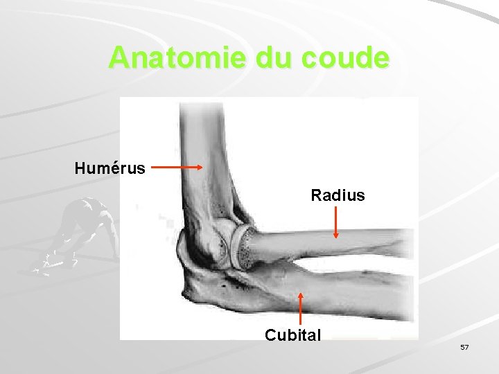 Anatomie du coude Humérus Radius Cubital 57 