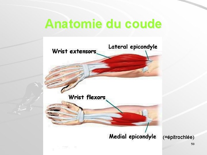 Anatomie du coude (=épitrochlée) 58 