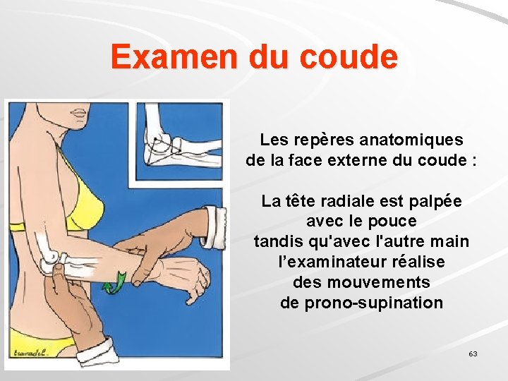 Examen du coude Les repères anatomiques de la face externe du coude : La