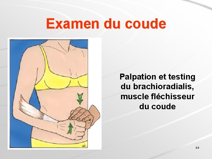 Examen du coude Palpation et testing du brachioradialis, muscle fléchisseur du coude 64 