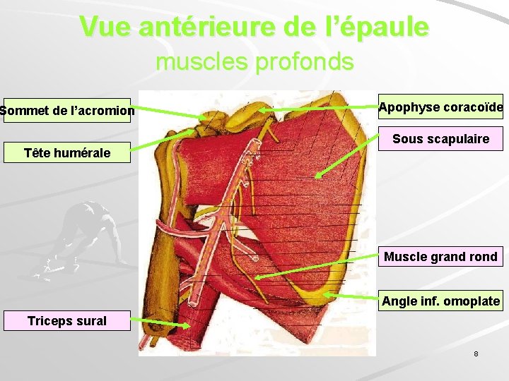 Vue antérieure de l’épaule muscles profonds Sommet de l’acromion Tête humérale Apophyse coracoïde Sous