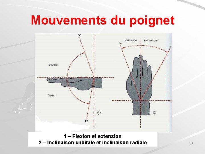 PATHOLOGIE PERIARTICULAIRE INTRODUCTION Pathologie priarticulaire