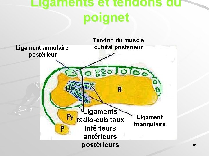 Ligaments et tendons du poignet Ligament annulaire postérieur Tendon du muscle cubital postérieur Ligaments