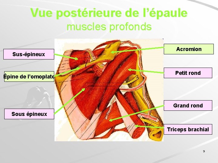 Vue postérieure de l’épaule muscles profonds Sus-épineux Épine de l’omoplate Acromion Petit rond Grand