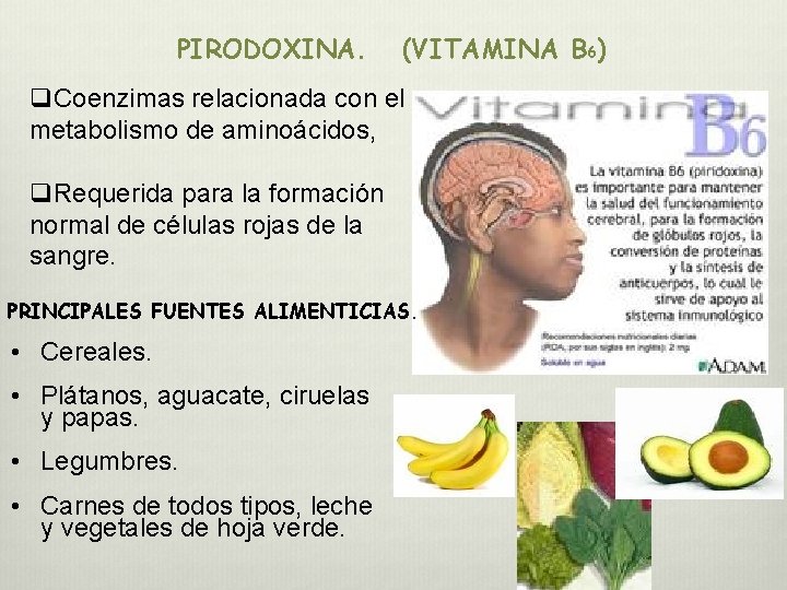 PIRODOXINA. (VITAMINA B 6) q. Coenzimas relacionada con el metabolismo de aminoácidos, q. Requerida PIRODOXINA. (VITAMINA B 6) q. Coenzimas relacionada con el metabolismo de aminoácidos, q. Requerida