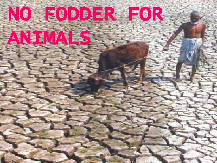 NO FODDER FOR ANIMALS 