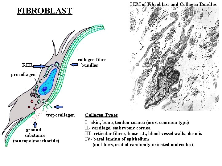 TEM of Fibroblast and Collagen Bundles FIBROBLAST collagen fiber bundles RER procollagen tropocollagen ground