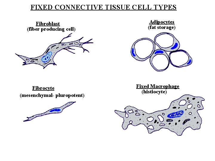FIXED CONNECTIVE TISSUE CELL TYPES Fibroblast (fiber producing cell) Fibrocyte (mesenchymal- pluropotent) Adipocytes (fat