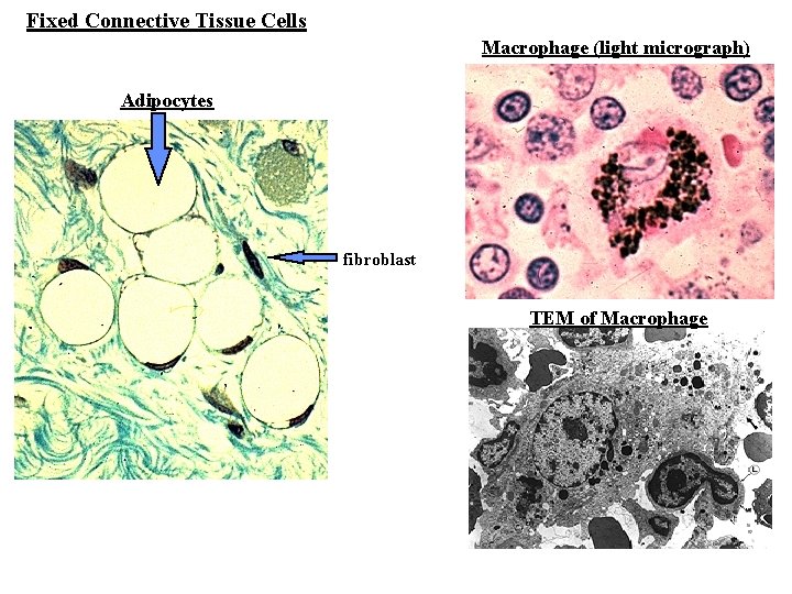 Fixed Connective Tissue Cells Macrophage (light micrograph) Adipocytes fibroblast TEM of Macrophage 