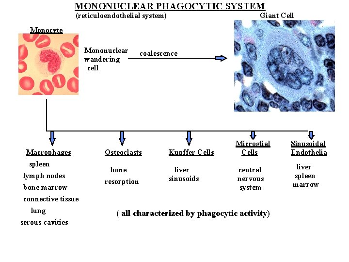MONONUCLEAR PHAGOCYTIC SYSTEM (reticuloendothelial system) Giant Cell Monocyte Mononuclear wandering cell Macrophages spleen lymph