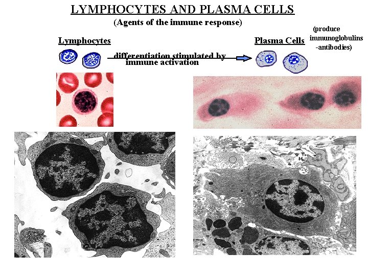 LYMPHOCYTES AND PLASMA CELLS (Agents of the immune response) Lymphocytes Plasma Cells differentiation stimulated