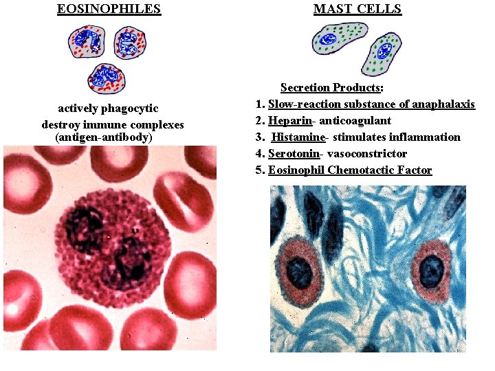 EOSINOPHILES actively phagocytic destroy immune complexes (antigen-antibody) MAST CELLS Secretion Products: 1. Slow-reaction substance